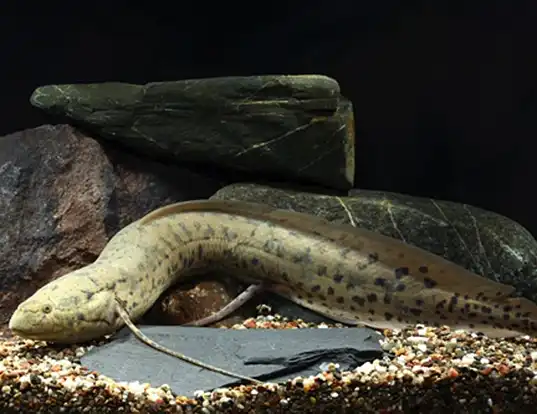 picture of a south american lungfish in front of some rocks