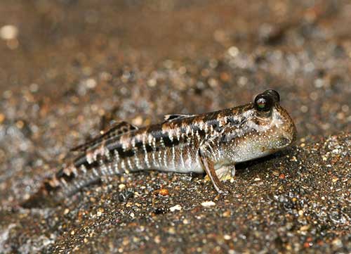 picture of a mudskipper